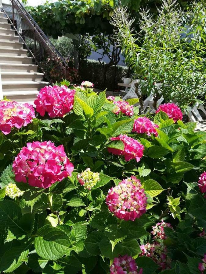 Apartmani Rita Kiwi Novigrad Istria Exterior foto